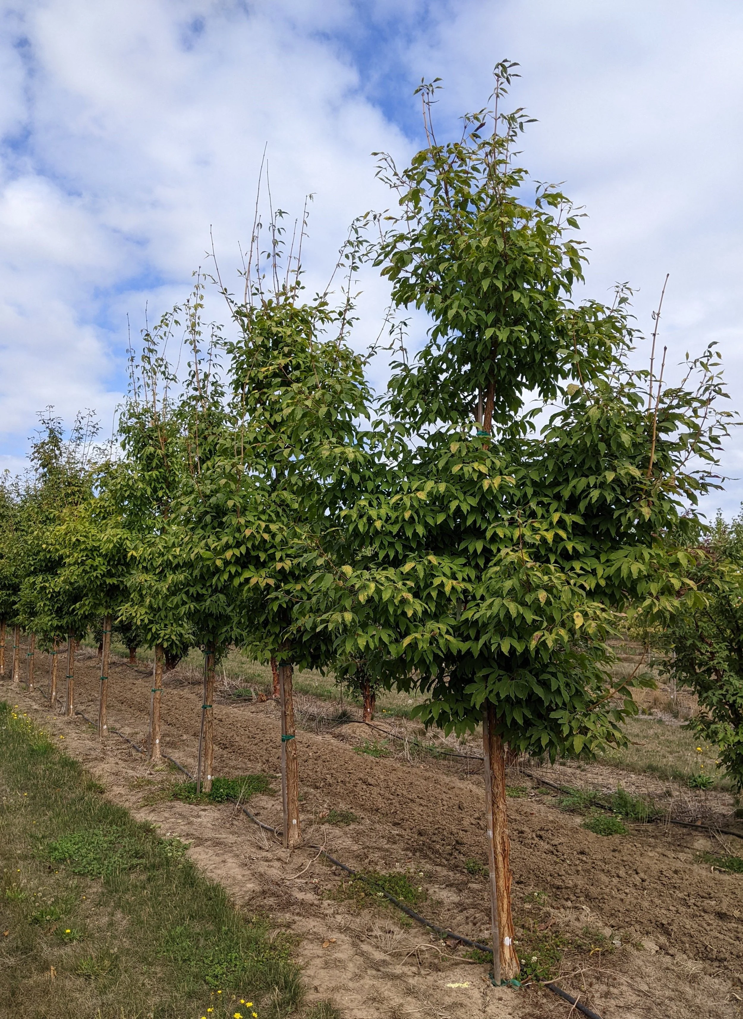 Acer+triflorum+2.5in+B1-022.